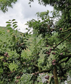 小众送妈妈的花有哪些花