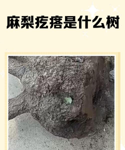 麻梨疙瘩是什么树