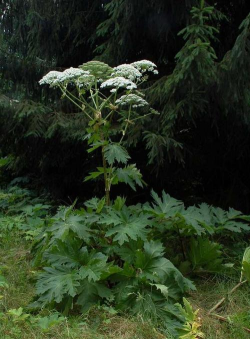 小众送妈妈的花有哪些花