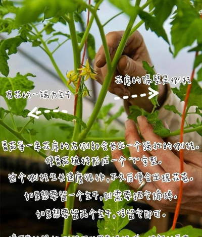 小众送妈妈的花有哪些花