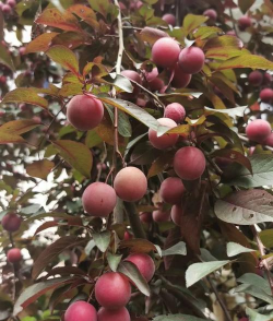 红叶李的果子可以吃吗