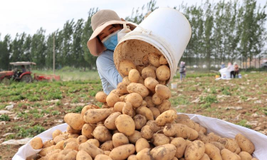 小众送妈妈的花有哪些花