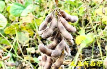 小众送妈妈的花有哪些花