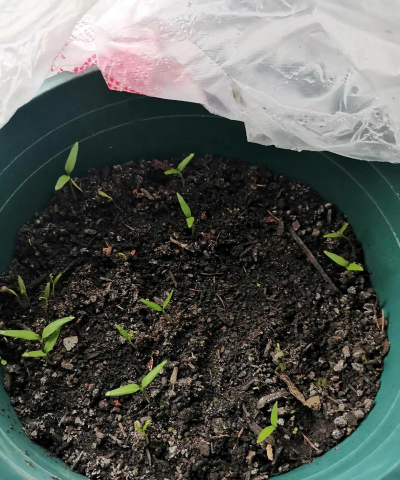 小众送妈妈的花有哪些花