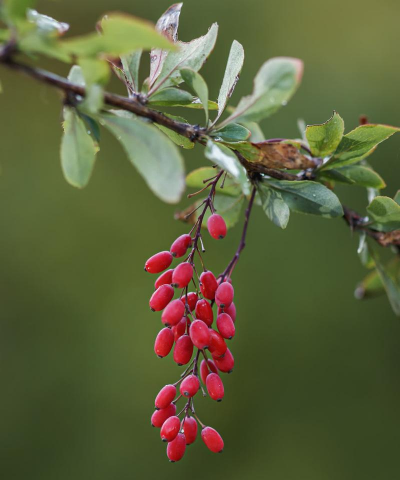 茱萸是一种花还是一种草