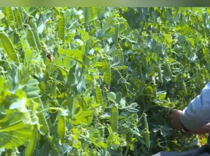 小众送妈妈的花有哪些花