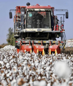 小众送妈妈的花有哪些花
