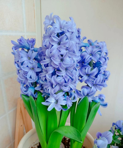 小众送妈妈的花有哪些花