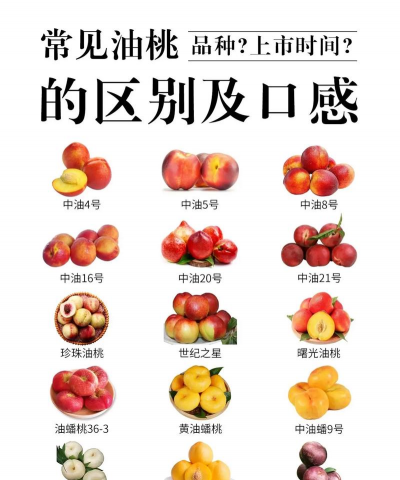 新48油桃品种介绍