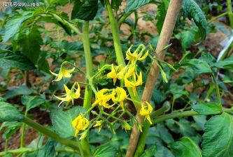 小众送妈妈的花有哪些花