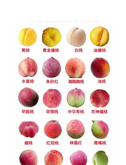 水蜜桃品种