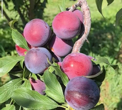 小众送妈妈的花有哪些花