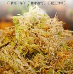 小众送妈妈的花有哪些花