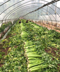 小众送妈妈的花有哪些花