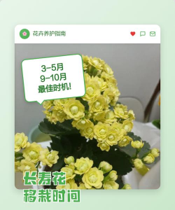 小众送妈妈的花有哪些花