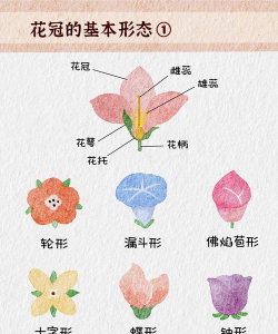 小众送妈妈的花有哪些花