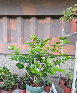 茉莉花可以晒太阳吗 茉莉花可以晒太阳吗