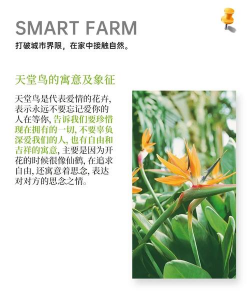 小众送妈妈的花有哪些花