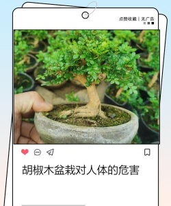 小众送妈妈的花有哪些花