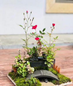 小众送妈妈的花有哪些花