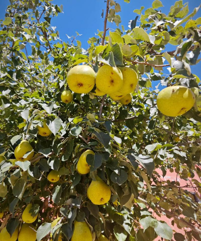 有一种梨叫秋什么梨