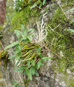 小众送妈妈的花有哪些花