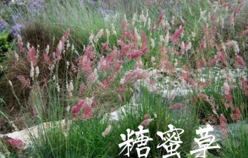 小众送妈妈的花有哪些花