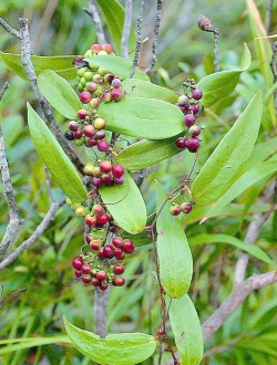 小众送妈妈的花有哪些花