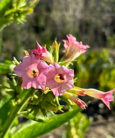 烟草是什么植物