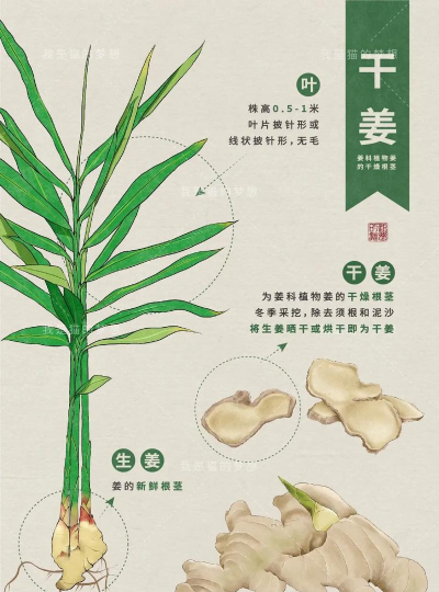 姜是根还是茎