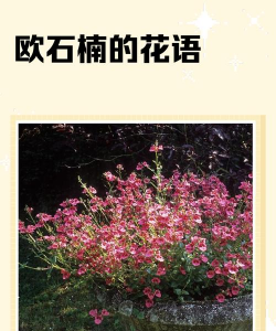 欧石楠花语