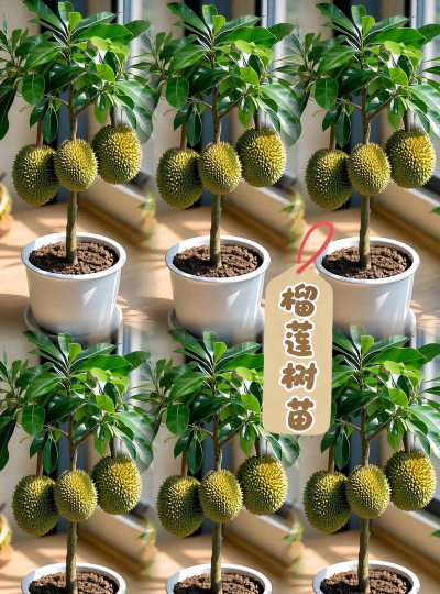 榴莲几年才可以结果