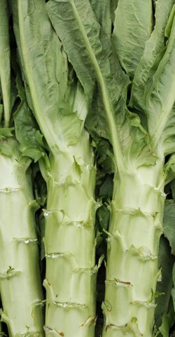 小众送妈妈的花有哪些花