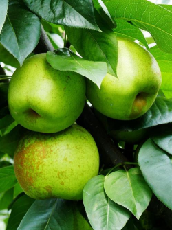 梨的颜色各种各样还是只有绿色