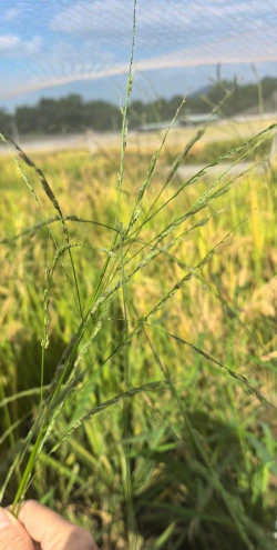 小众送妈妈的花有哪些花