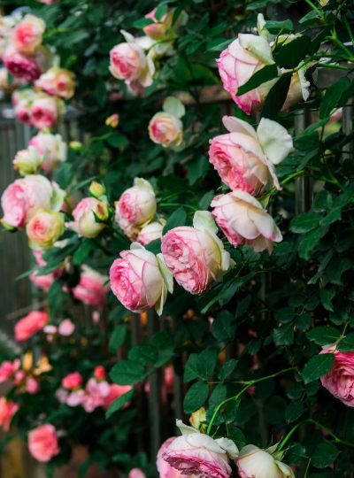 小众送妈妈的花有哪些花