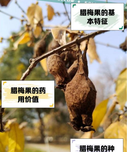 腊梅果子能吃不