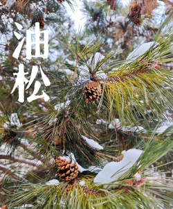 小众送妈妈的花有哪些花