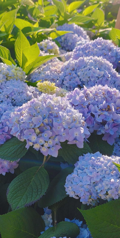 小众送妈妈的花有哪些花