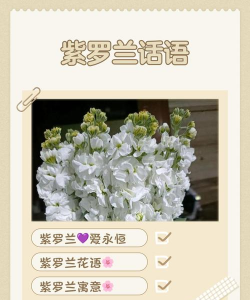 小众送妈妈的花有哪些花
