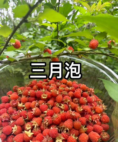 山莓别名叫什么