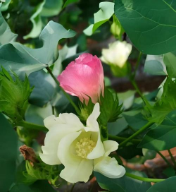 小众送妈妈的花有哪些花