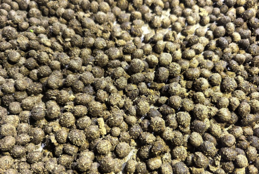 小众送妈妈的花有哪些花