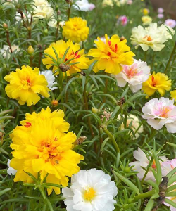 小众送妈妈的花有哪些花