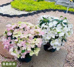 小众送妈妈的花有哪些花