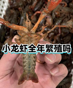 小龙虾繁殖季节是几月