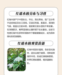 红瑞木什么科什么属