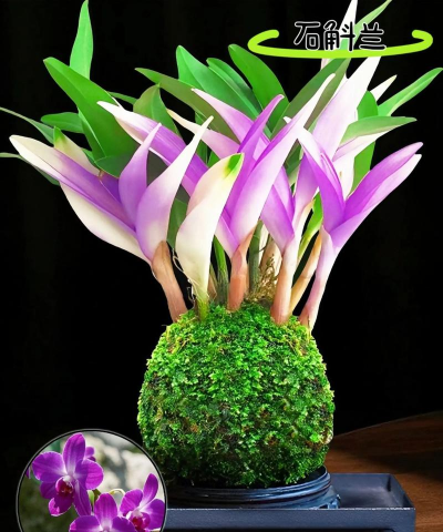 小众送妈妈的花有哪些花