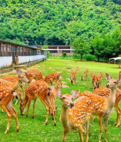小众送妈妈的花有哪些花