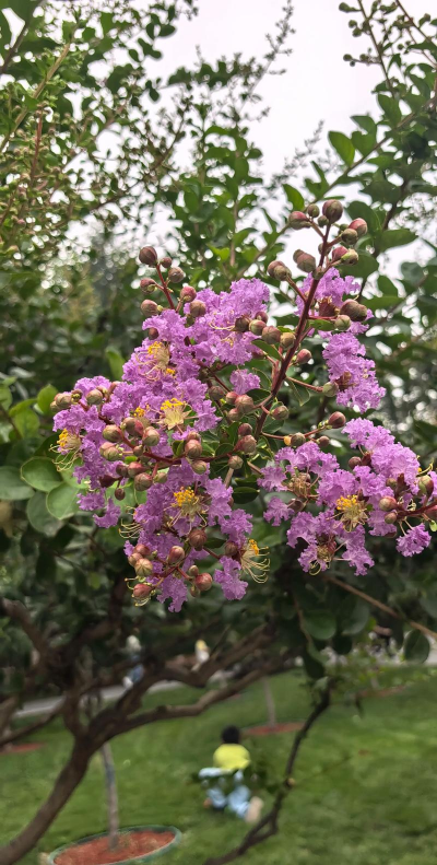 小众送妈妈的花有哪些花
